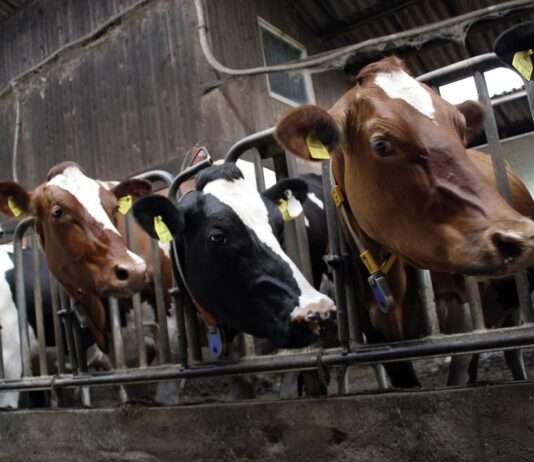 Alarmstufe Rot: Frankreich impft gegen neue Rinderseuche Massentierhaltung_Rinderzucht