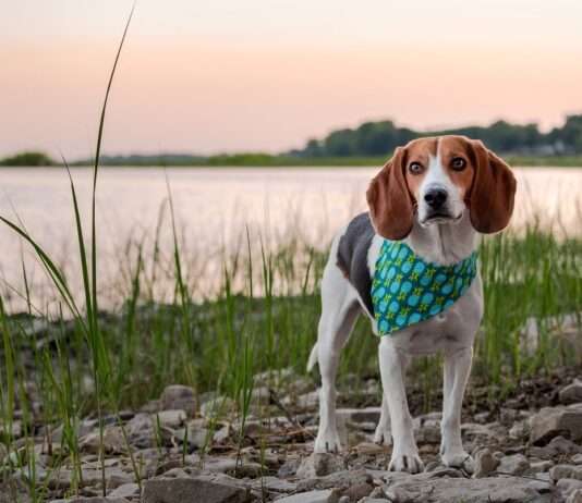 Hunde im Einsatz: Wie man in Frankreich Trinkwasserlecks aufspürt Spürhund