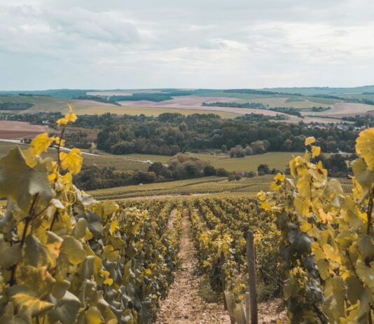 Chablis – Wo Frankreichs feinstes Terroir in jedem Glas spürbar ist Chablis
