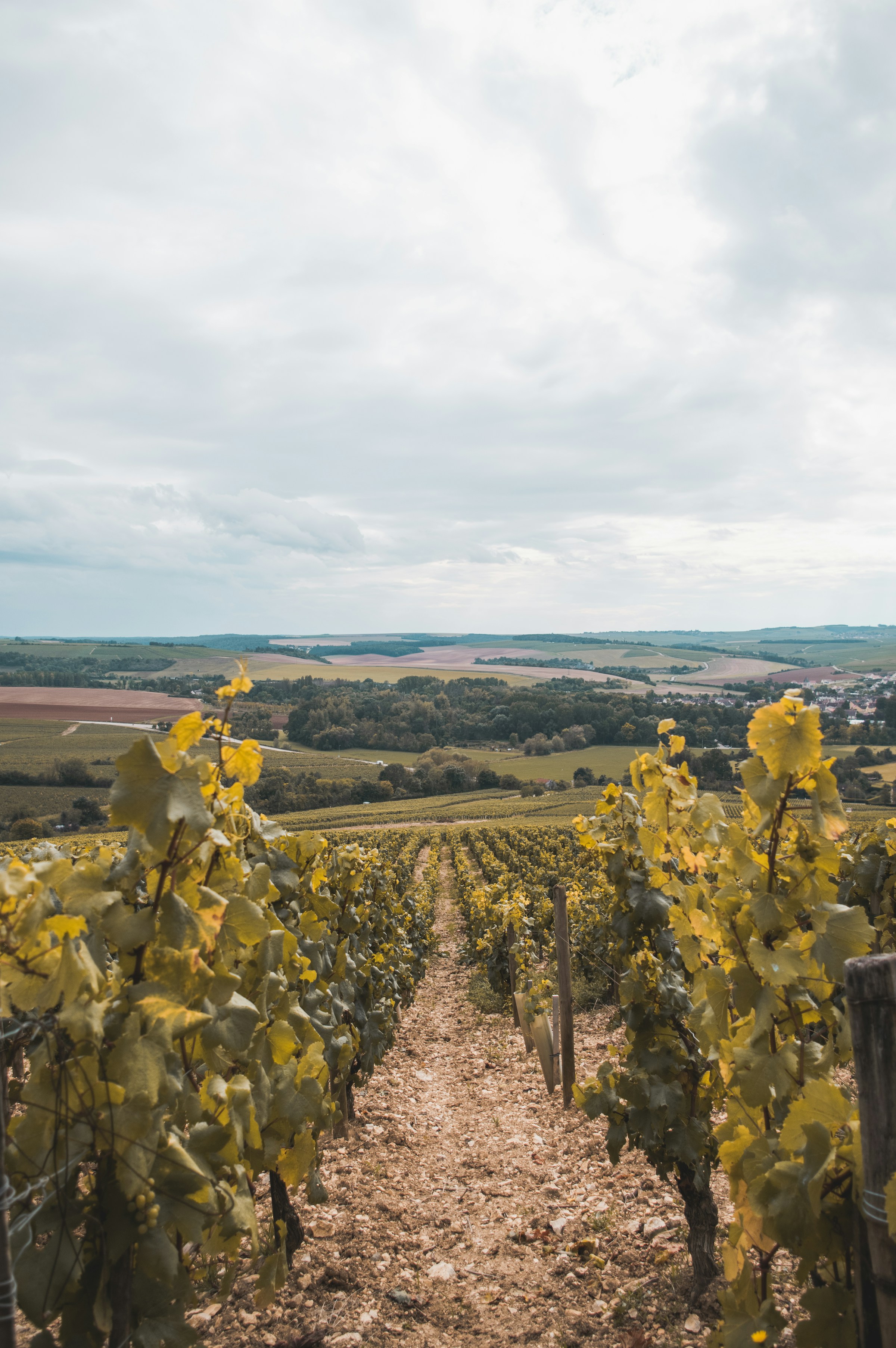 Chablis – Wo Frankreichs feinstes Terroir in jedem Glas spürbar ist