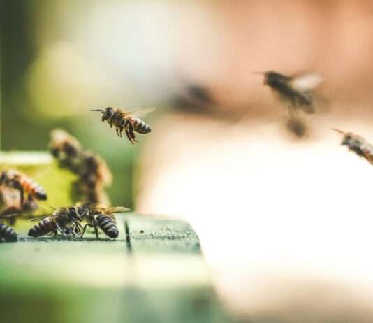 Angriff aus der Luft: Als Aurillac von wütenden Bienen heimgesucht wurde Bienenstock_Bienen
