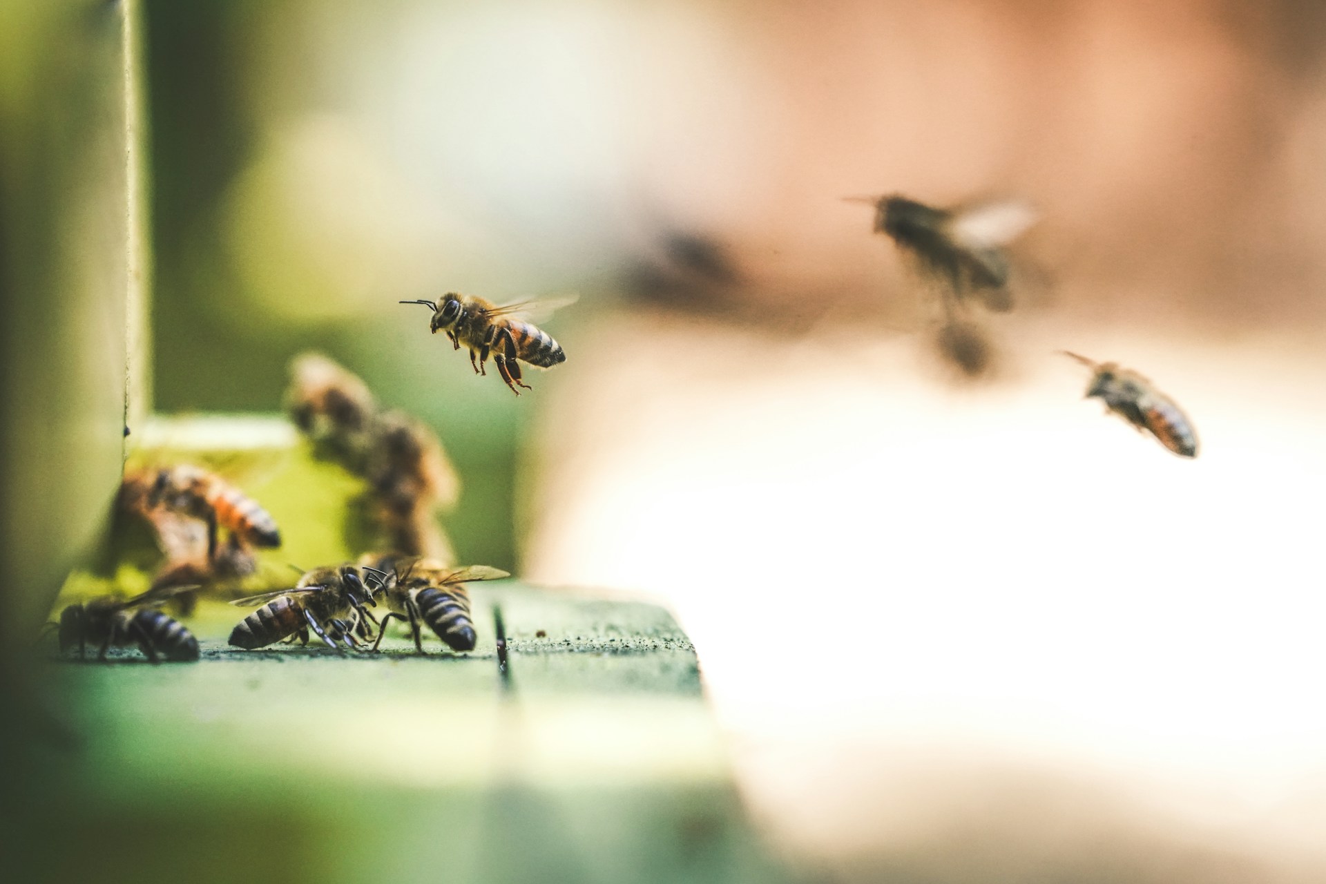 Api’Week: Entdeckung der faszinierenden Welt der Bienen