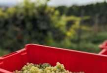 Zwischen Klima und Traube: Wie der Pas-de-Calais zum Weinland wird Weintrauben_Weinlese