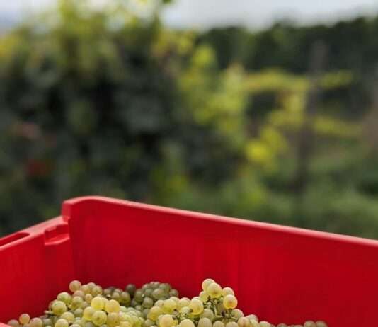 Wenn der Sommer den Herbst vertreibt – Warum die Winzer im Var immer früher zur Schere greifen Weintrauben_Weinlese