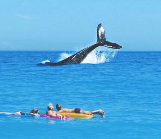 La Réunion: Strenge Überwachung zum Schutz der Wale in Zeiten des Klimawandels Wale_Touristen