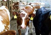 Ariège im Ausnahmezustand – Wenn der Staat den Stall räumt Viehzucht