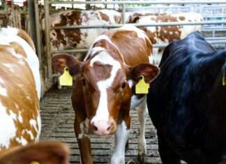 Ariège im Ausnahmezustand – Wenn der Staat den Stall räumt Viehzucht