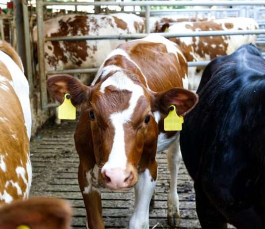 Ariège im Ausnahmezustand – Wenn der Staat den Stall räumt Viehzucht