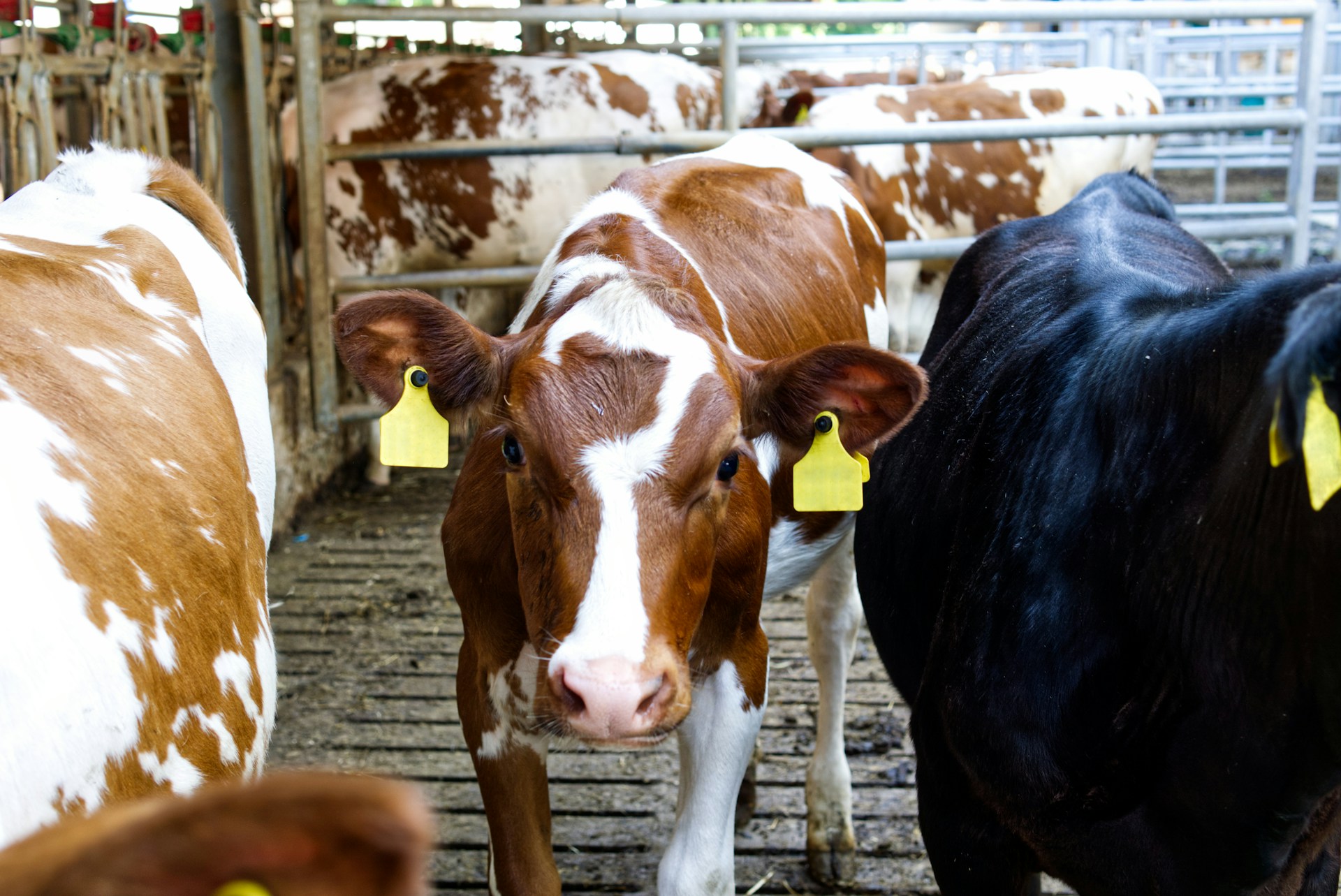 75 Millionen Euro Hilfe für Viehzüchter: Barnier setzt klares Signal für die Landwirtschaft