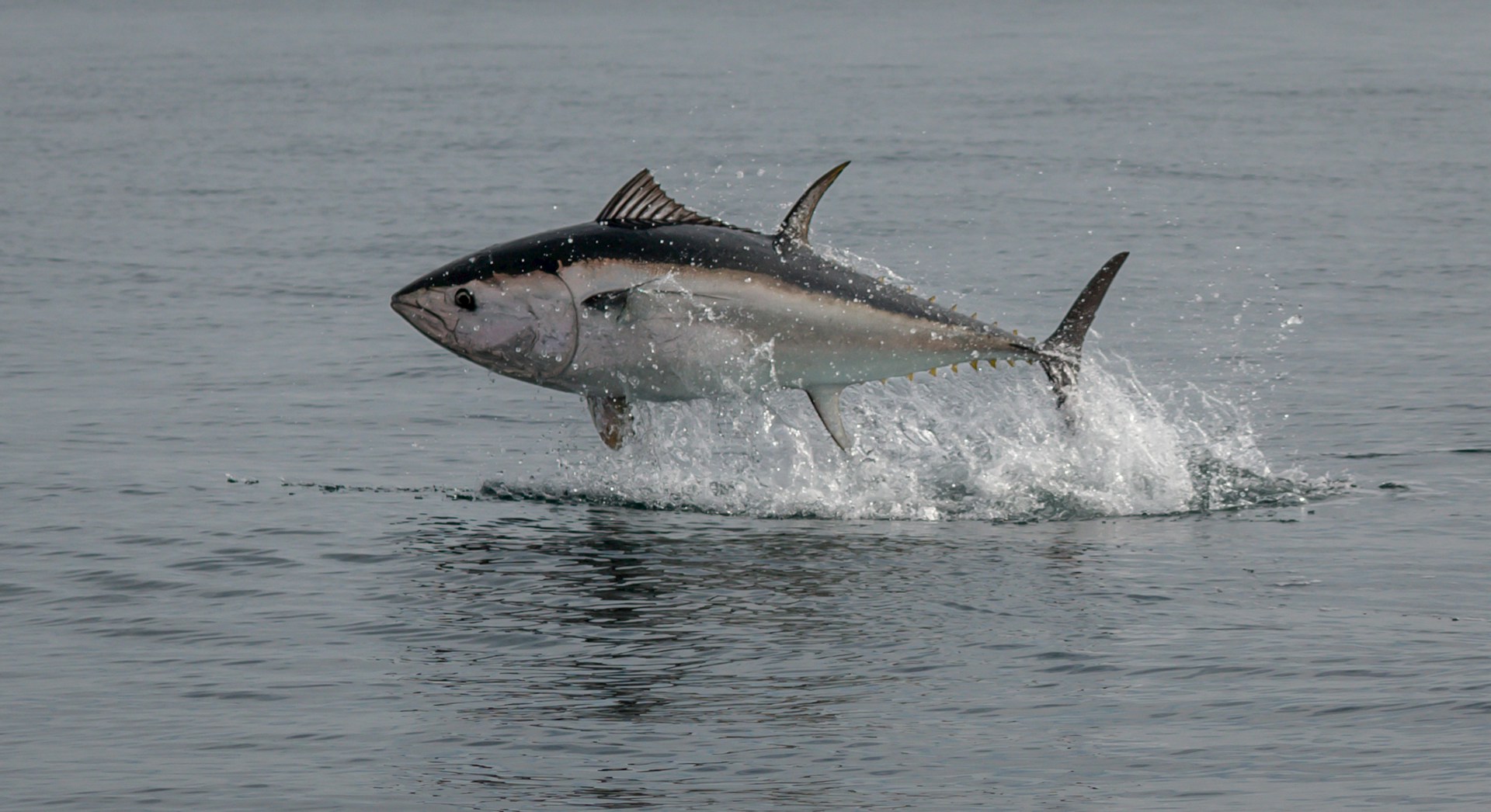 Gefahr aus der Dose: Thunfisch in Europa mit Quecksilber belastet