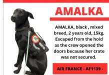 Verzweiflung am Flughafen: Tschechische Touristin sucht seit einer Woche ihren entlaufenen Hund Amalka