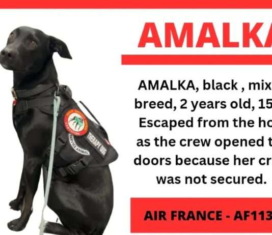 Verzweiflung am Flughafen: Tschechische Touristin sucht seit einer Woche ihren entlaufenen Hund Amalka
