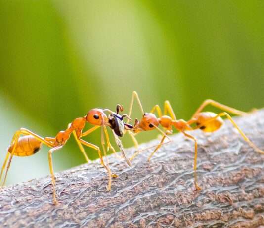 Neuer Befall durch Feuerameisen im Departement Var entdeckt Feuerameise