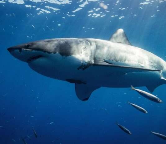 Seltener Anblick: Weißer Hai vor Porquerolles an der Côte d’Azur gesichtet Weisser_Hai