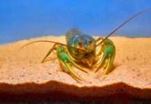 Goldener Hummer von Ouessant: Ein seltener Fund wird zum Forschungsobjekt Hummer