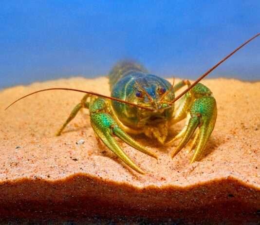 Goldener Hummer von Ouessant: Ein seltener Fund wird zum Forschungsobjekt Hummer