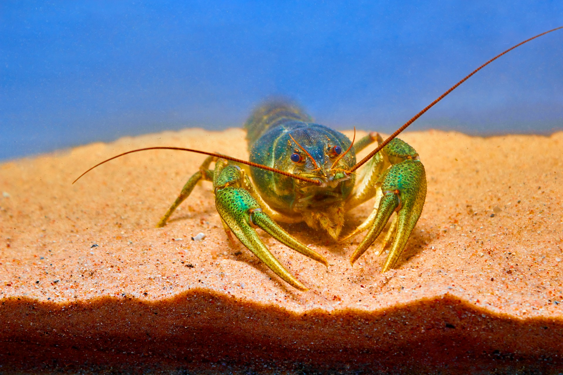 Goldener Hummer von Ouessant: Ein seltener Fund wird zum Forschungsobjekt