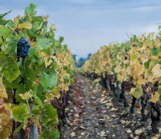 Weinauktionen in Beaune unter besten Vorzeichen Weinberg_Beaune