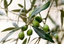 Vandalismus in der Normandie: 722 Olivenbäume brutal zerstört Oliven_Zweig