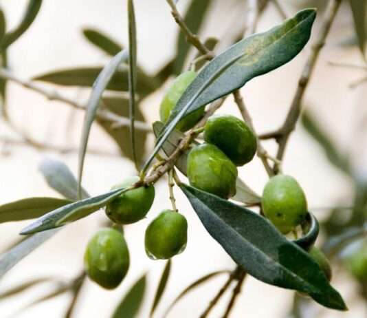 Von Wein zu Oliven: Ein neuer Anfang für das Bordelais Oliven_Zweig