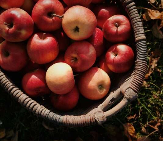 Apfelernte in der Normandie – Eine Reise ins Herz des französischen Herbstes Apfelernte