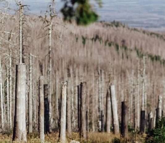 Frankreichs Wälder in der Krise: Kohlenstoffspeicher schrumpft dramatisch Toter_Wald