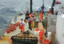 Großes Netzwerk illegaler Fischerei zerschlagen: 24 Tonnen Muscheln aus dem Étang de Berre entwendet Muscheln-Fischer