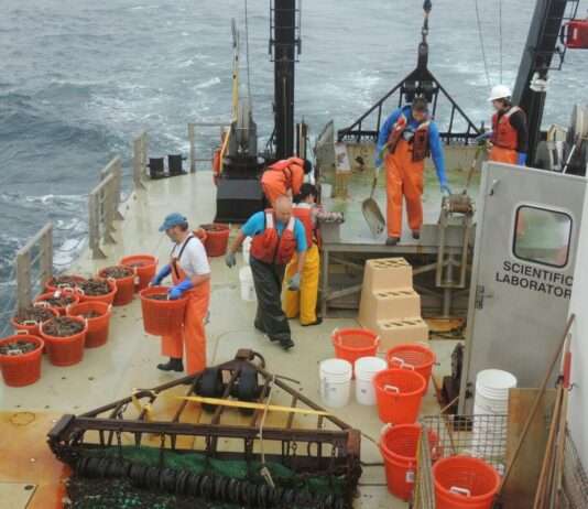 Großes Netzwerk illegaler Fischerei zerschlagen: 24 Tonnen Muscheln aus dem Étang de Berre entwendet Muscheln-Fischer