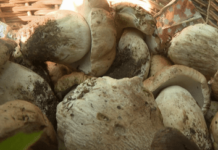 Auf der Suche nach den besten Steinpilzen: Ein herbstlicher Schatz für die Küche