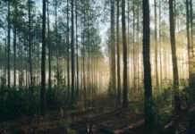 Aufschub des EU-Gesetzes gegen Abholzung: „Ein Umwelt- und Wirtschaftsskandal“, warnt Marie Toussaint Wälder