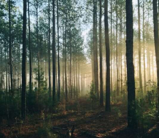 Aufschub des EU-Gesetzes gegen Abholzung: „Ein Umwelt- und Wirtschaftsskandal“, warnt Marie Toussaint Wälder