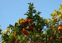 Überschwemmungen in Spanien: Auswirkungen auf die Obst- und Gemüseversorgung in Frankreich Orangen_Spanien