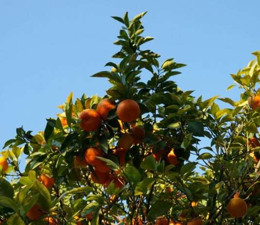 Überschwemmungen in Spanien: Auswirkungen auf die Obst- und Gemüseversorgung in Frankreich Orangen_Spanien