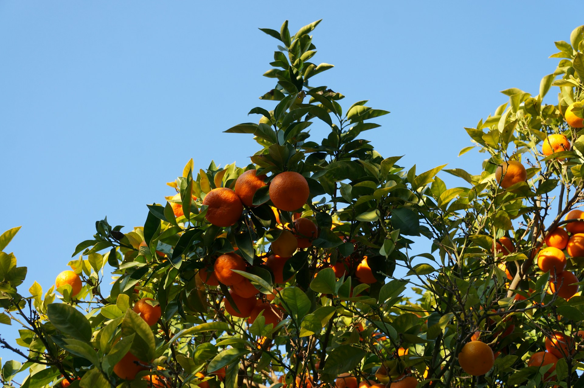Überschwemmungen in Spanien: Auswirkungen auf die Obst- und Gemüseversorgung in Frankreich
