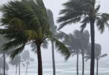 Tropensturm Jerry im Anmarsch: Französisches Überseegebiet Guadeloupe unter Alarmstufe Orange Palmen_Sturm_Illustration