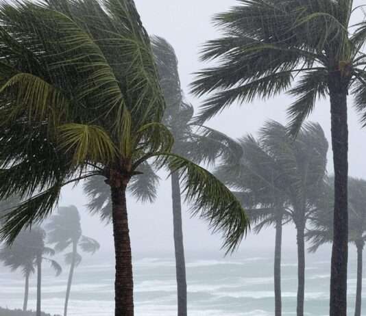 Tropensturm Jerry im Anmarsch: Französisches Überseegebiet Guadeloupe unter Alarmstufe Orange Palmen_Sturm_Illustration