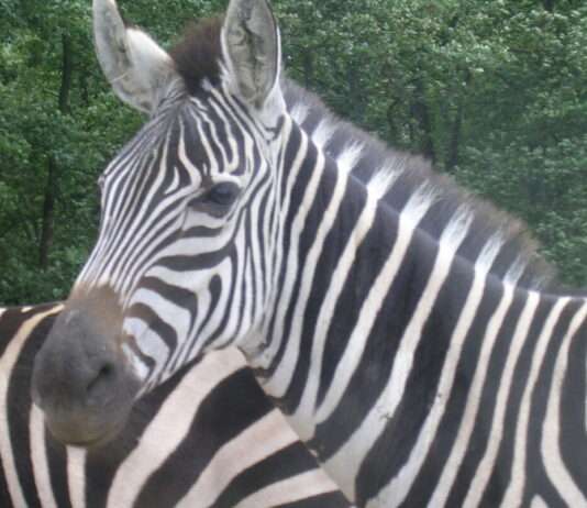 Abenteuer pur in der Safari de Peaugres: Ein tierisches Erlebnis im Herzen Frankreichs Peaugres_zebre