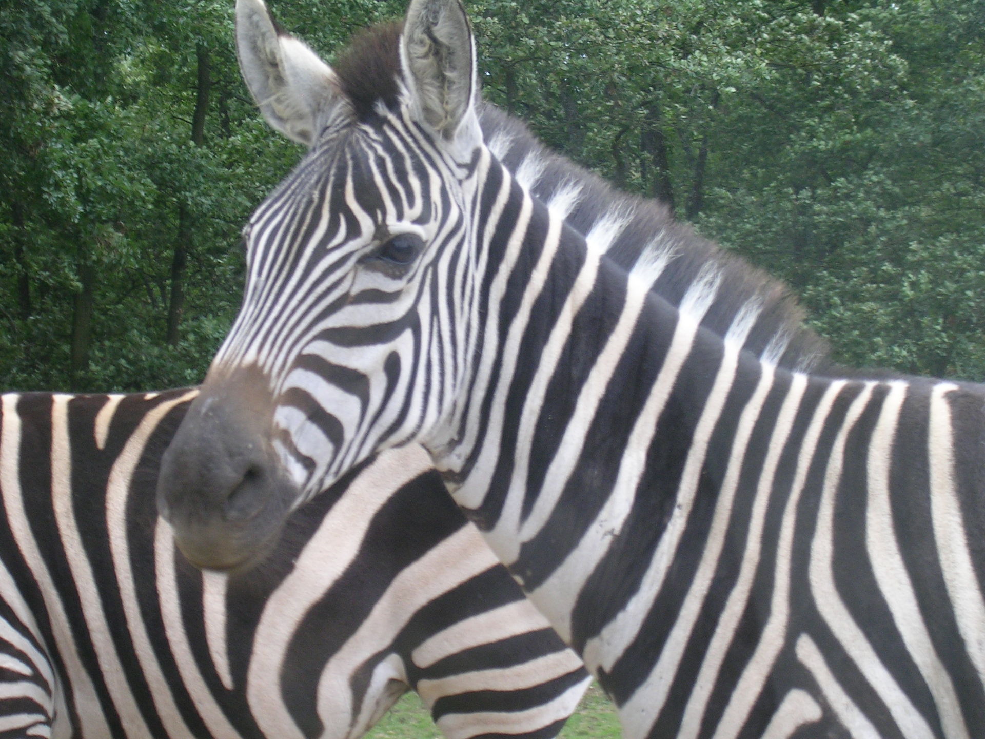 Abenteuer pur in der Safari de Peaugres: Ein tierisches Erlebnis im Herzen Frankreichs