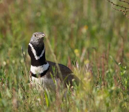 Frankreich stoppt vier „Mega-Bassins“ – Schutz für bedrohte Vogelart outarde_canepetière_Trappe