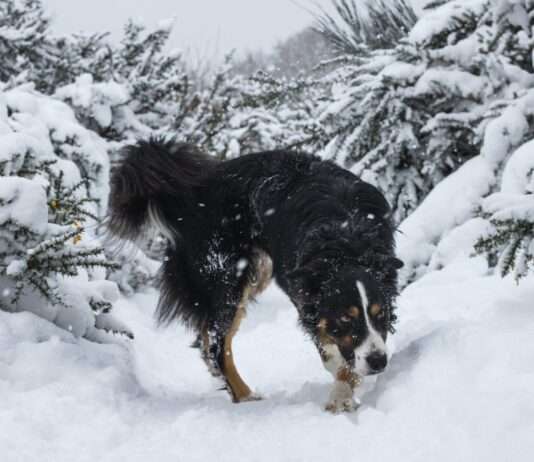 Puy-de-Dôme: Winterzauber in Mont-Dore – 40 cm Schnee überraschen Touristen und Einheimische Winter_Schnee
