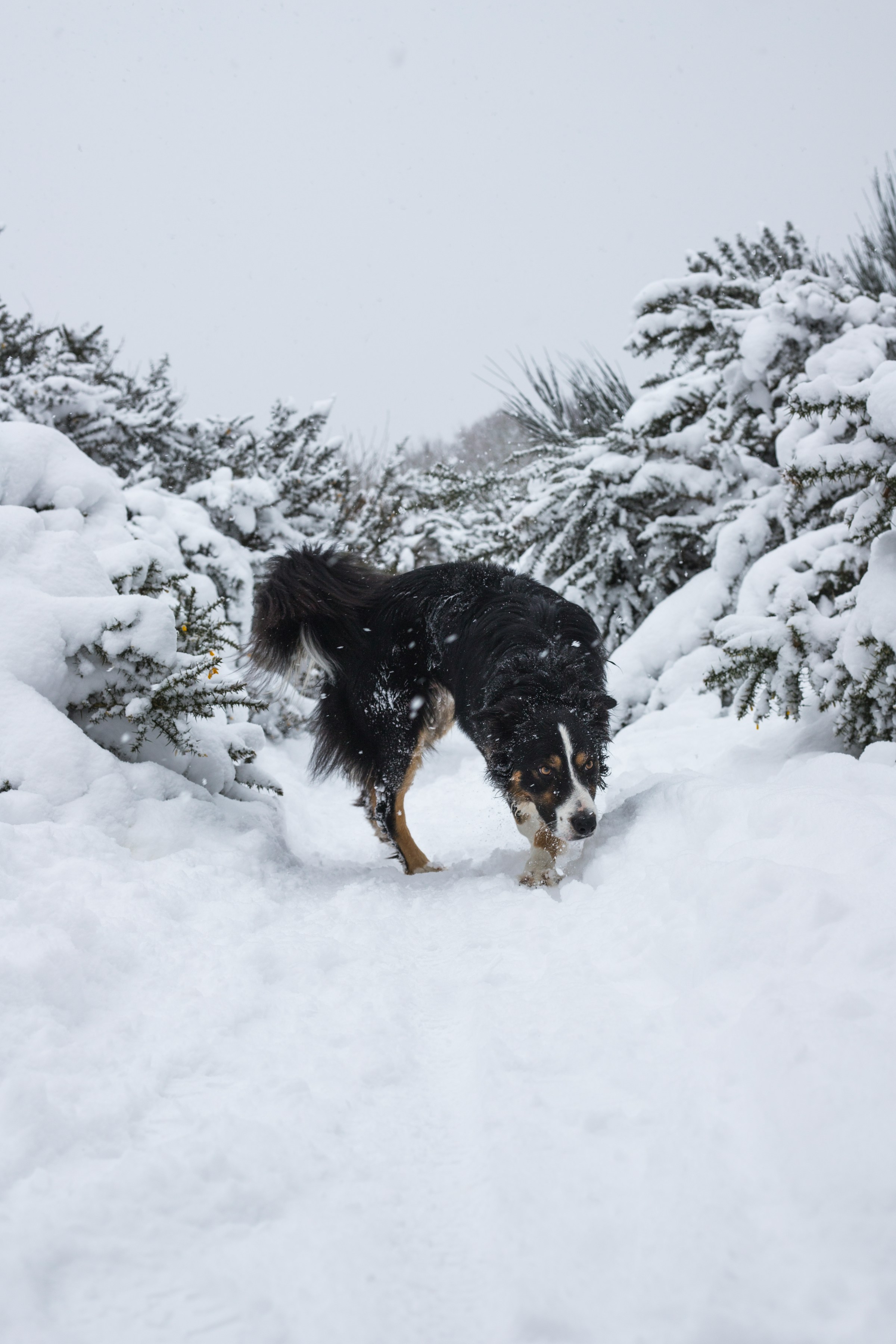 Puy-de-Dôme: Winterzauber in Mont-Dore – 40 cm Schnee überraschen Touristen und Einheimische