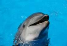 Marineland schließt: Das Ende einer Ära für Frankreichs berühmten Meerespark Delfin