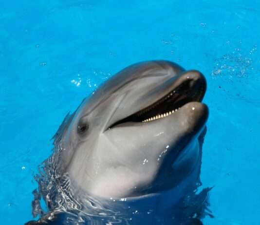 Marineland schließt: Das Ende einer Ära für Frankreichs berühmten Meerespark Delfin
