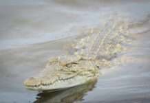 Ein Krokodil im Kanal: Der absurde Fund von Roubaix und die stille Logik dahinter Krokodil