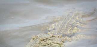 Ein Krokodil im Kanal: Der absurde Fund von Roubaix und die stille Logik dahinter Krokodil