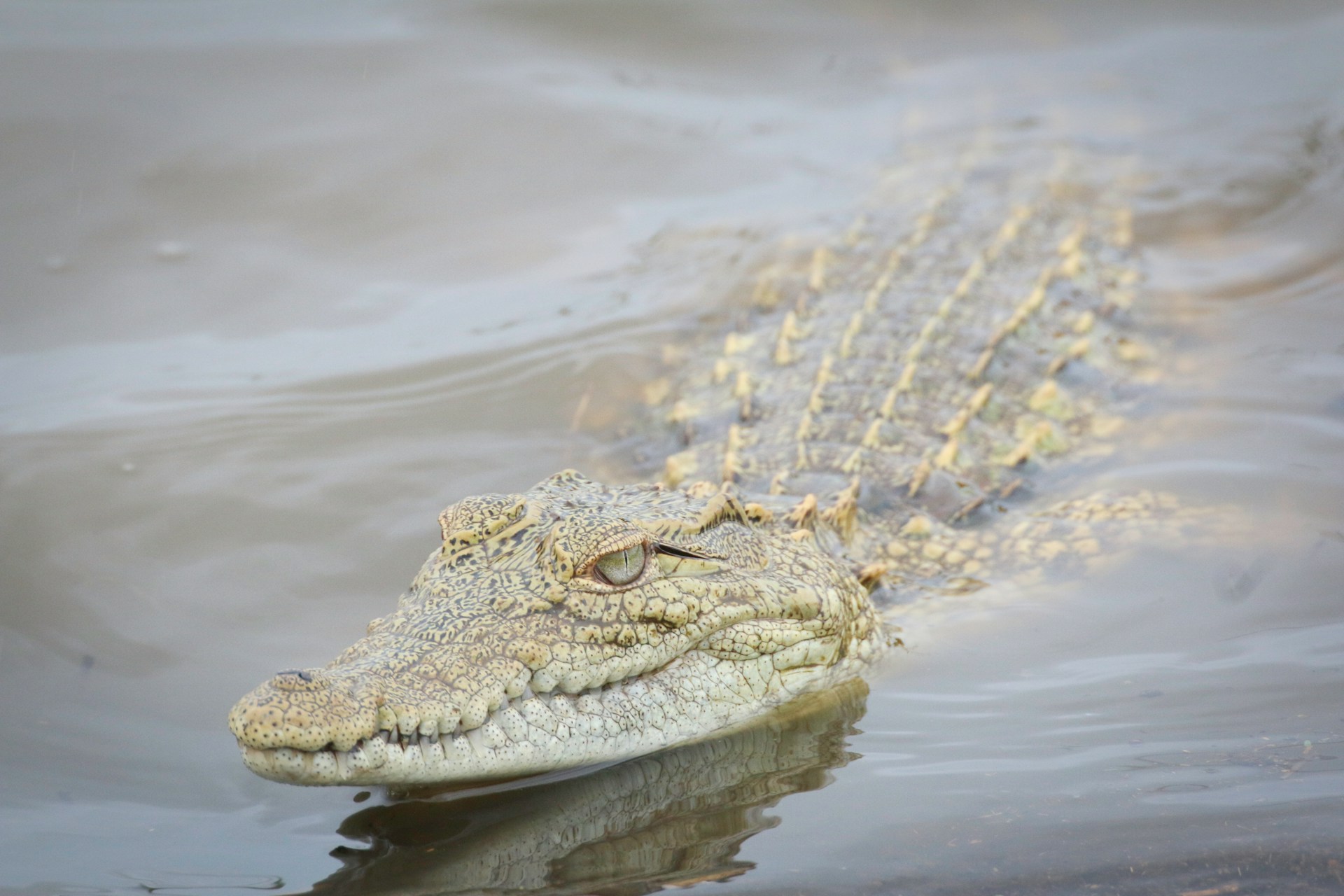 Auf Tuchfühlung mit der Urzeit: Ein Tag in der Ferme aux Crocodiles in Pierrelatte