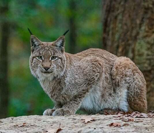 Der Luchs im Jura: Ein Symbol für Überleben und Gefahr Luchs