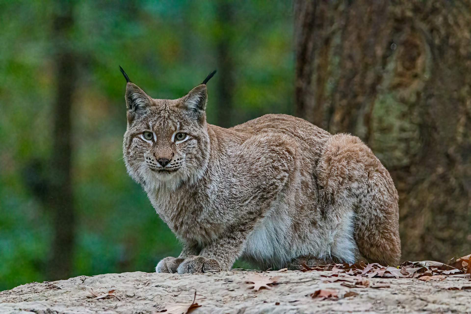Der Luchs im Jura: Ein Symbol für Überleben und Gefahr