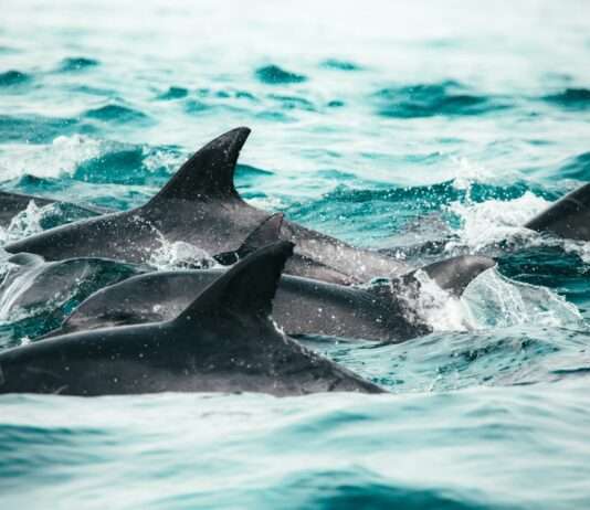 Schutz der Delfine: Gericht bestätigt vierwöchiges Fischereiverbot im Golf von Biskaya Delphine