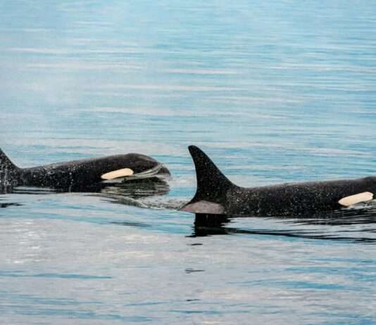 Orkas im Marineland von Antibes: NGOs fordern Verlegung in ein Meeresschutzgebiet Orkas_Illustration